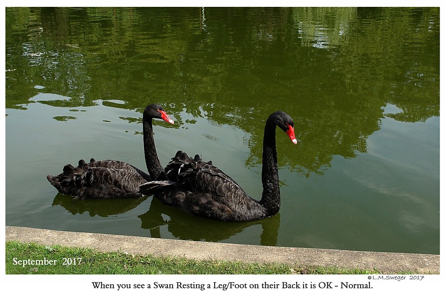 Black Australian Swan