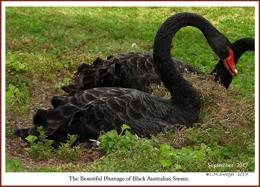 Black Australian Swan