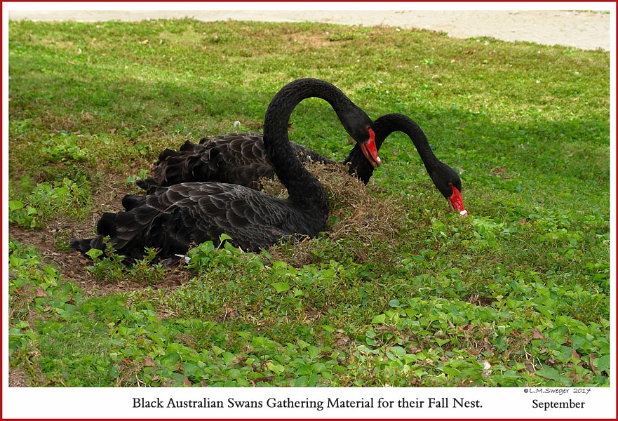 Black Australian Swans