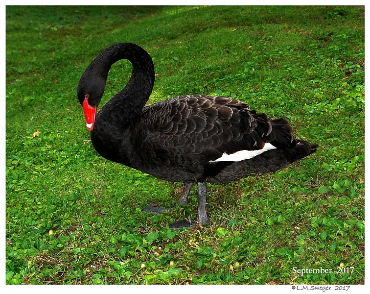 Black Australian Swans