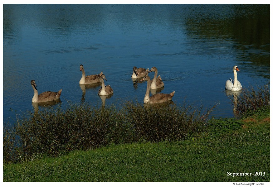 SWAN FISHING