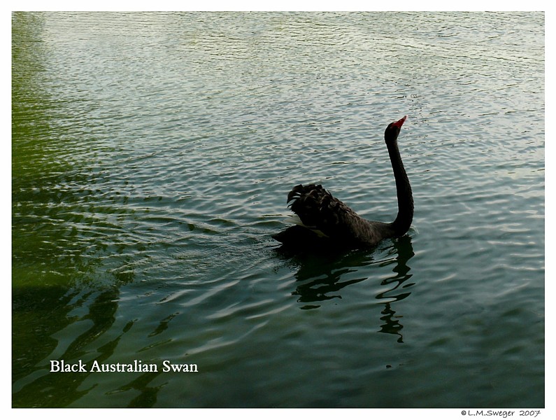 Black Australian Swans