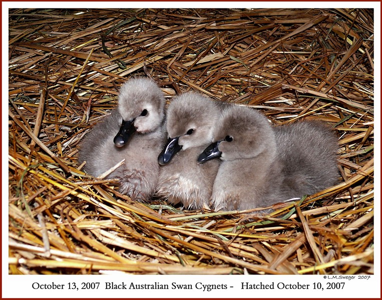 Black Australian Swans