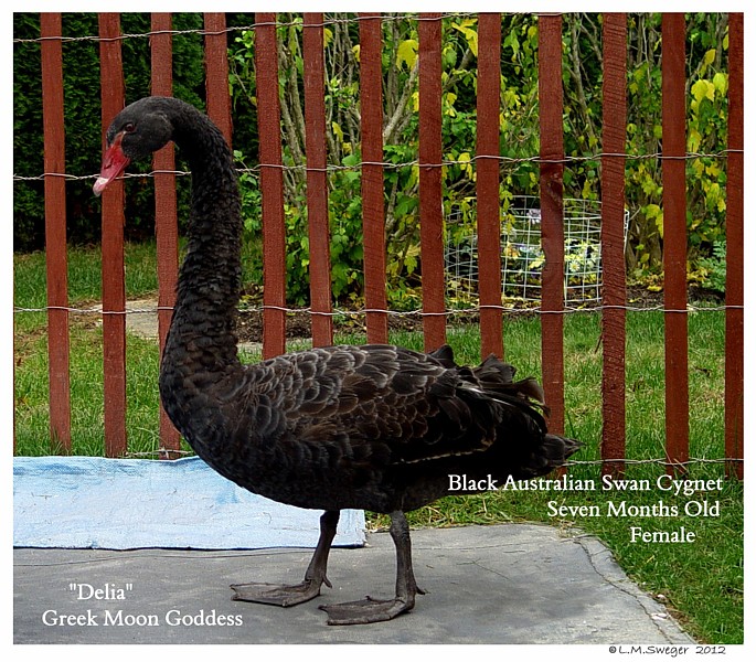 Black Australian Swans