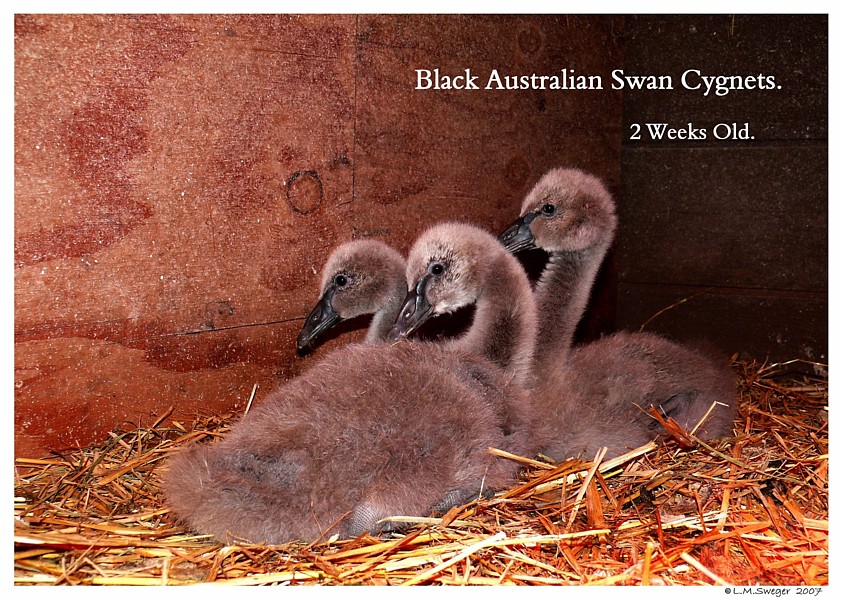 Black Australian Swans