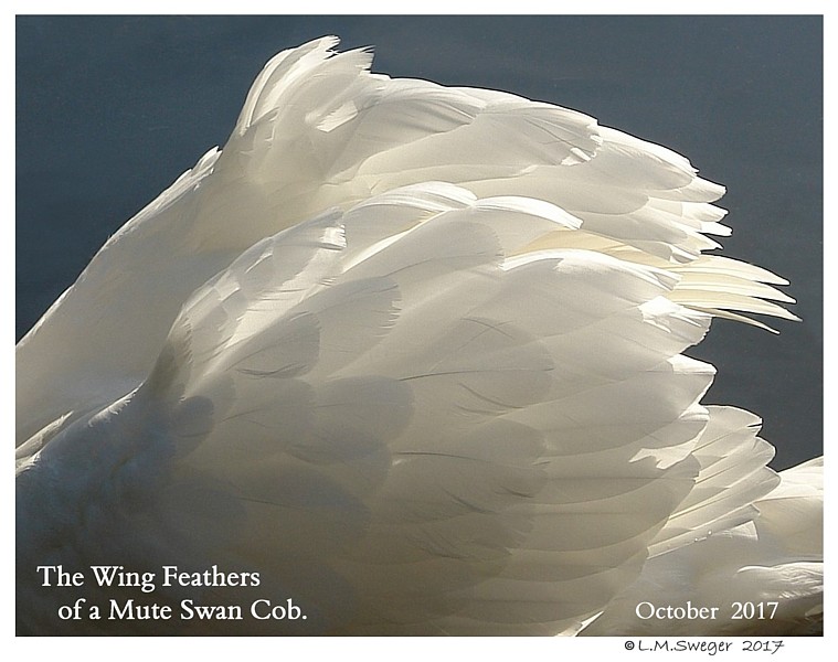 Swan Cygnet Preen