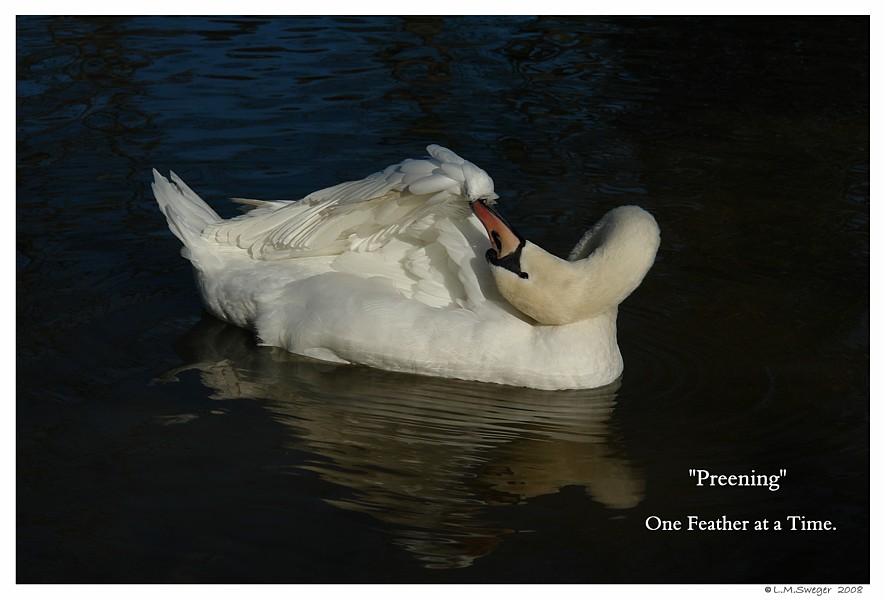 Swan Cygnet Preen