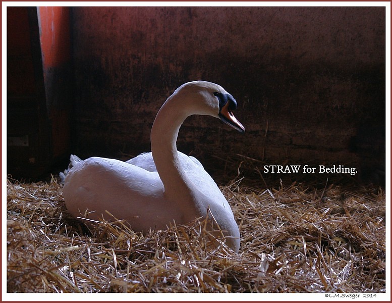 SAFE Swan Bedding
