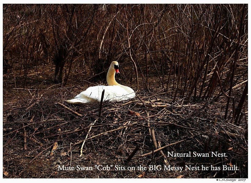 Swan Nesting Material