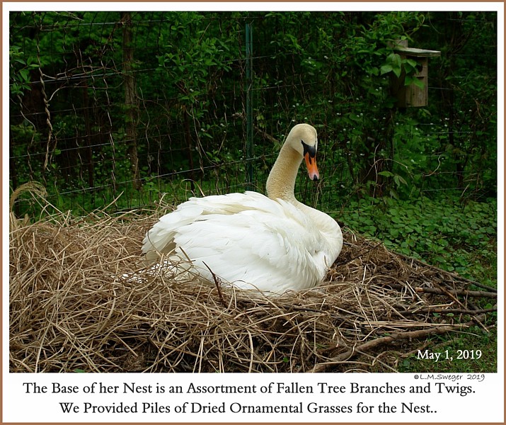 SAFE Swan Bedding
Swan Nesting Material