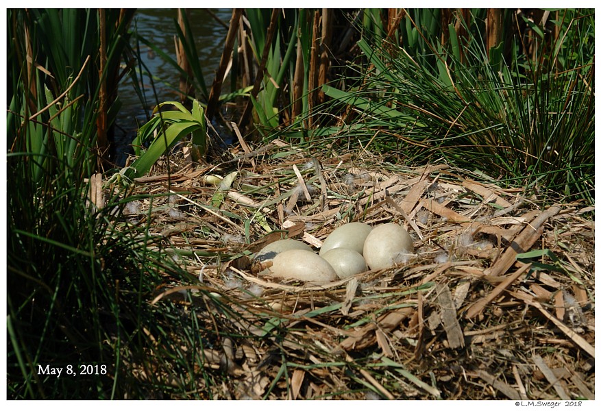 Swan Nesting Material