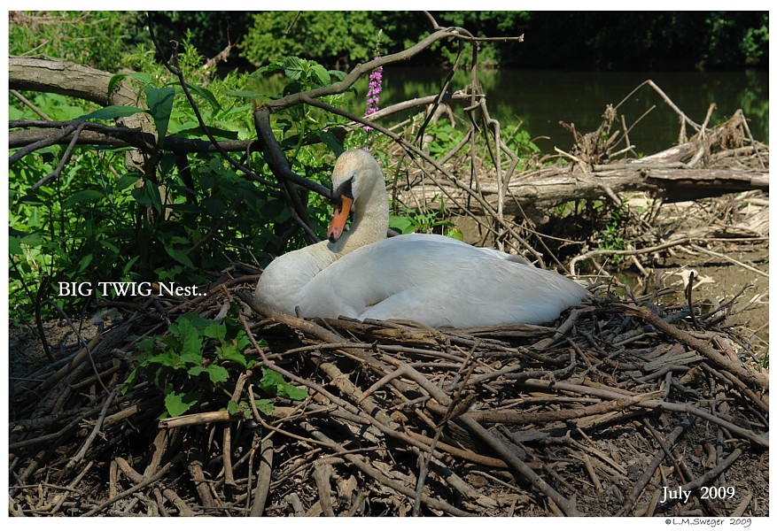 SAFE Swan Bedding
Swan Nesting Material