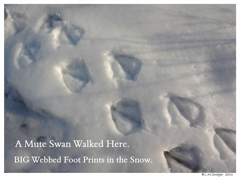 Common Mute Swan Behavior
Walking