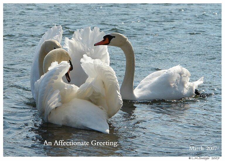 Swan Lovers
