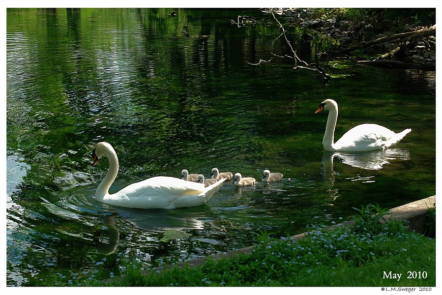 Common Mute Swan Behavior
Cob Protecting Family Cygnets