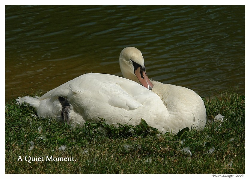 Swan Feeding Stations
