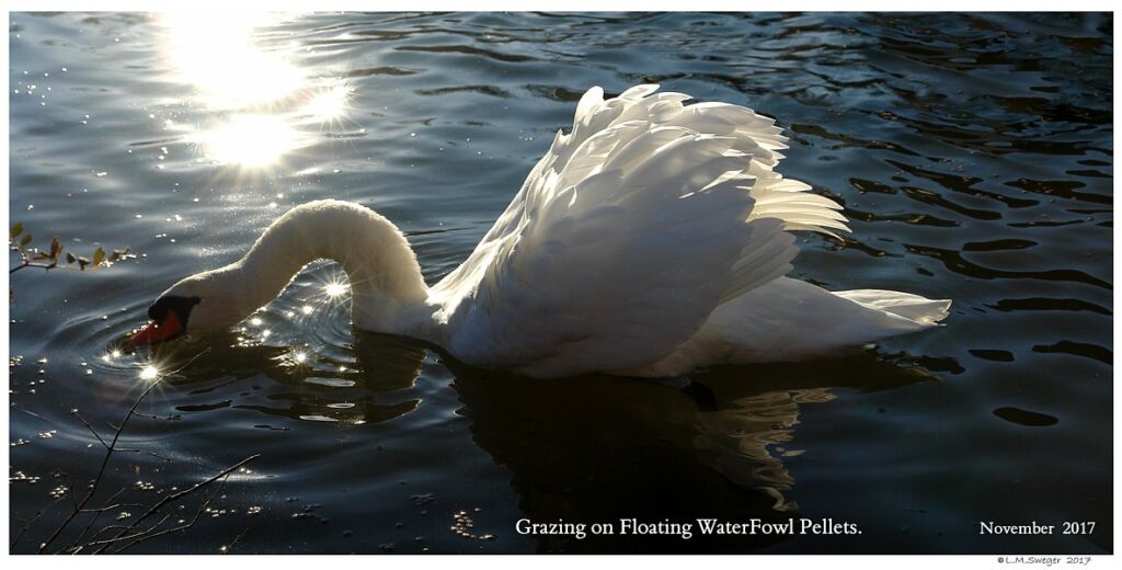 Swan Feeding Stations