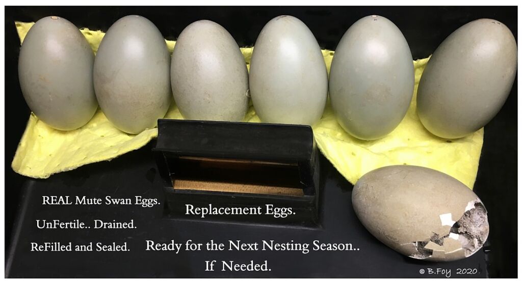 SWAN REPLACEMENT EGGs