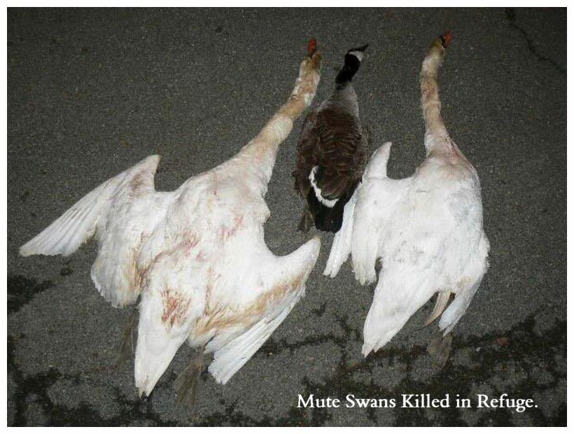 DO NOT Sterilize Swans