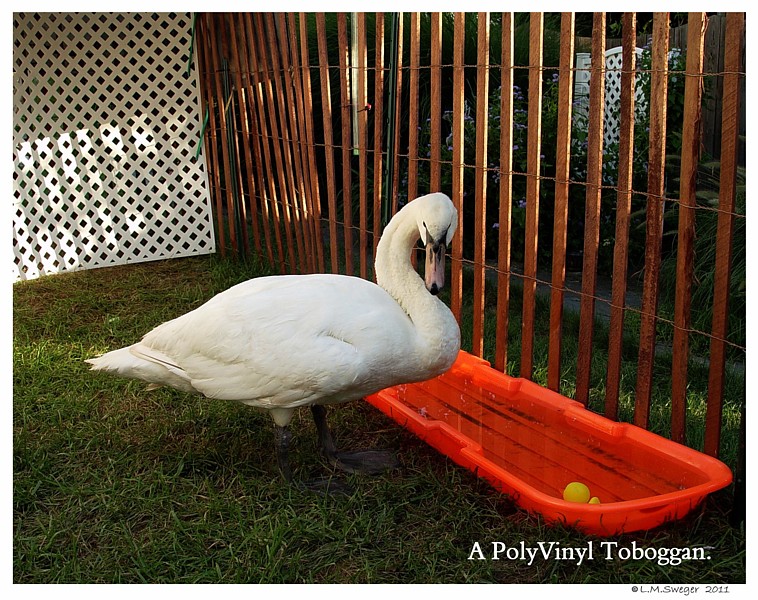 Feeding Station for Swans