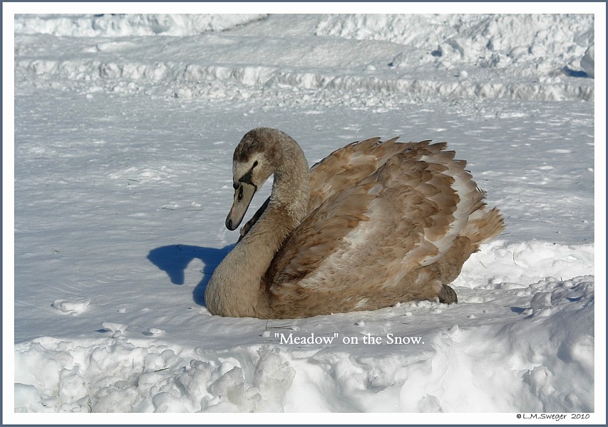 Keeping Open Water Winter Wake