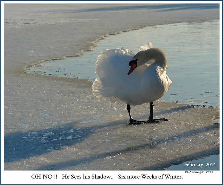 Keeping a "Winter Wake" for Swans