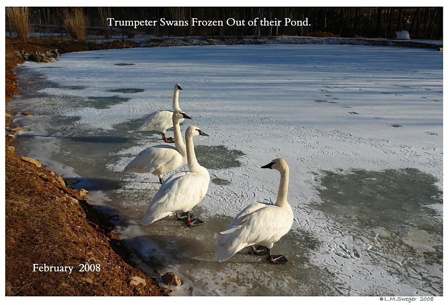 Keeping Open Water Winter Wake