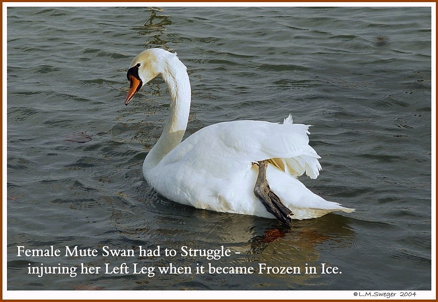 Keeping Open Water Winter Wake