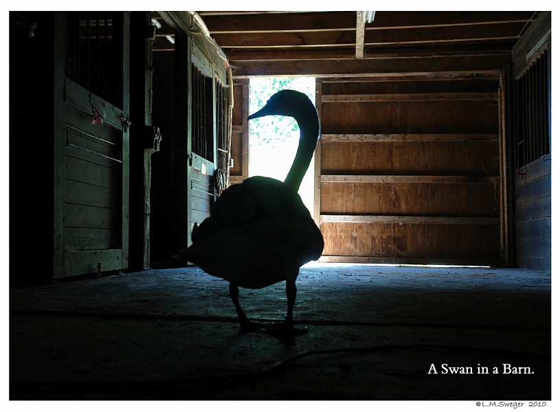 Keeping a "Winter Wake" for Swans