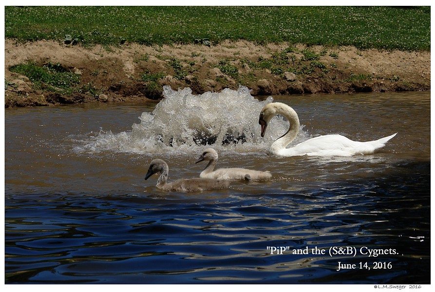 Keeping Open Water Winter Wake