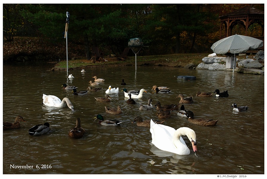Keeping Open Water Winter Wake