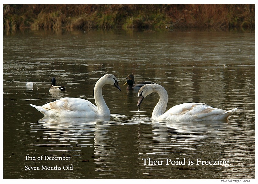 Keeping Open Water Winter Wake