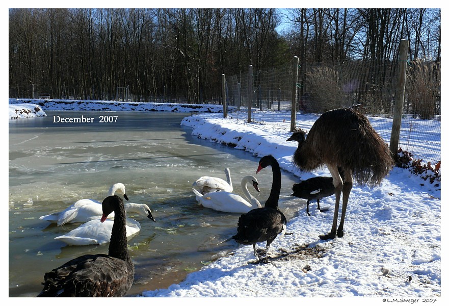 Keeping Open Water Winter Wake