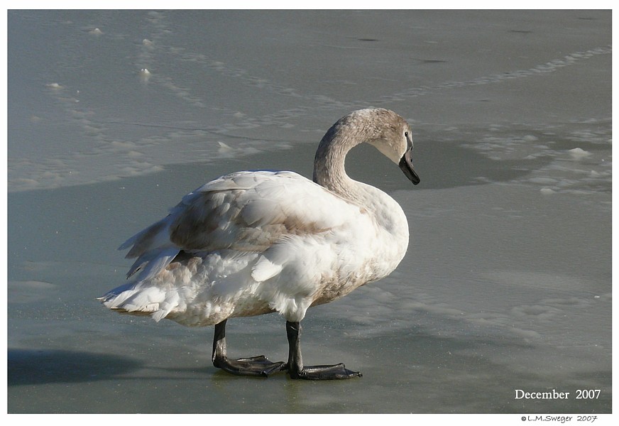 Keeping Open Water Winter Wake