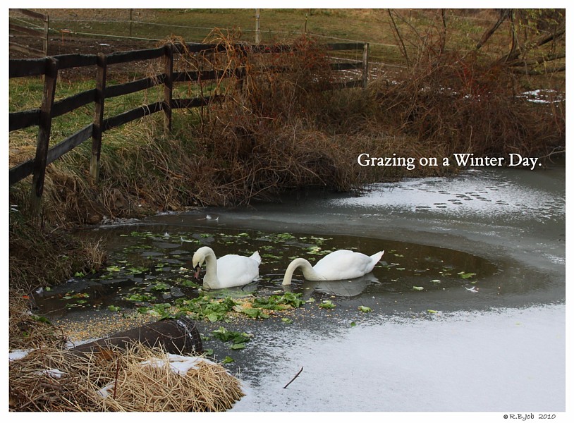 Keeping Open Water Winter Wake