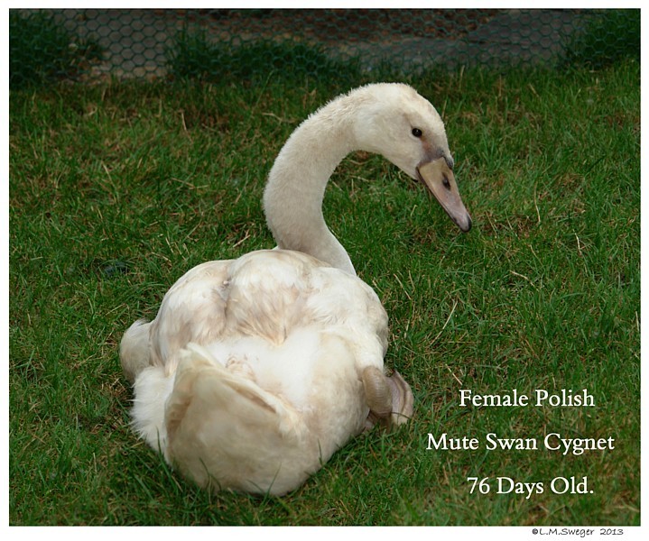 Polish Mute Swan Female