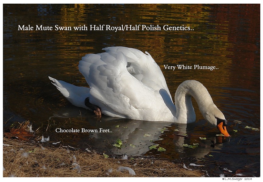 Polish Mute Swan Cob