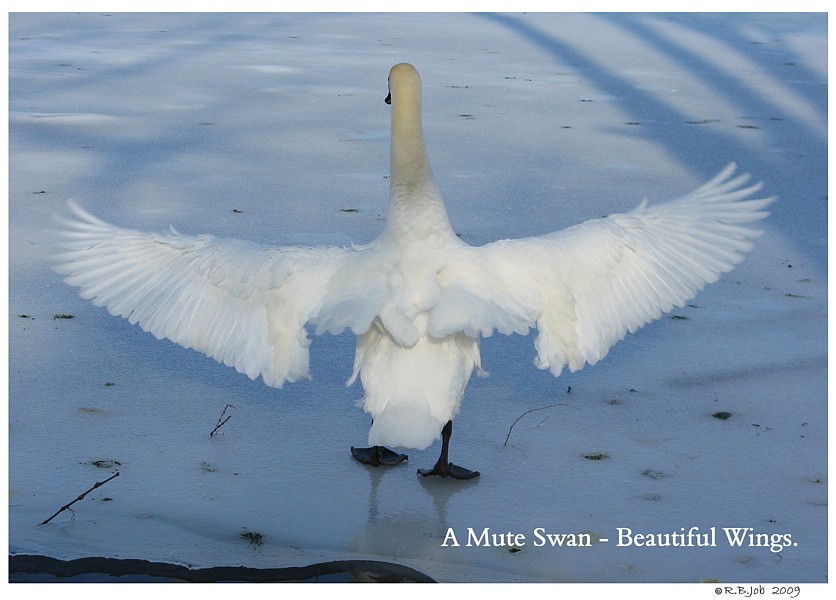 Keeping Your Swans Grounded - Flightless