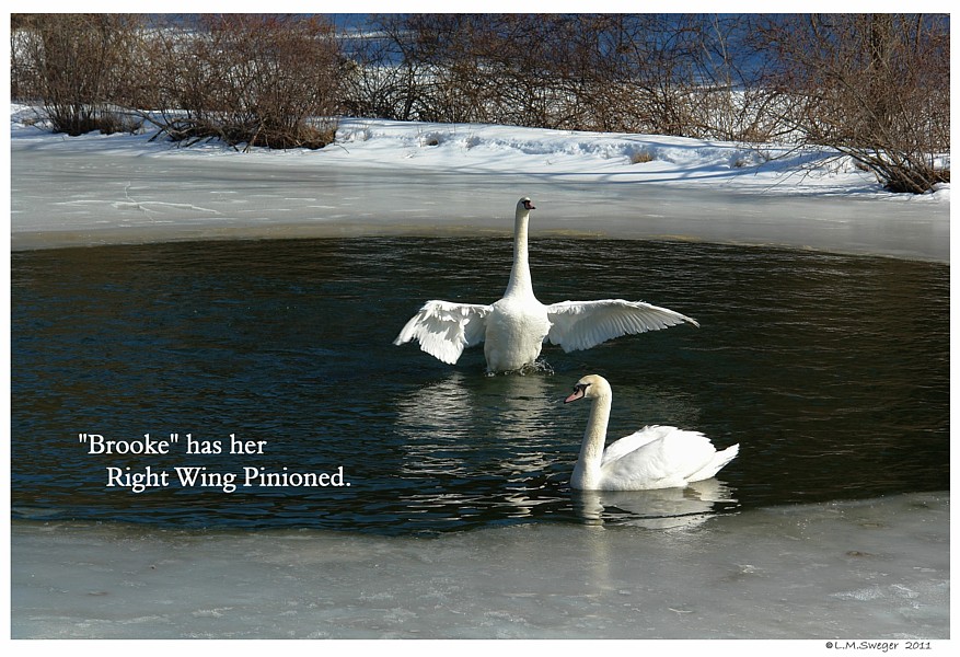 Keep Swans Grounded Flightless 