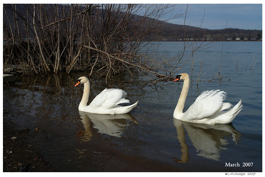Keep Swans Grounded Flightless