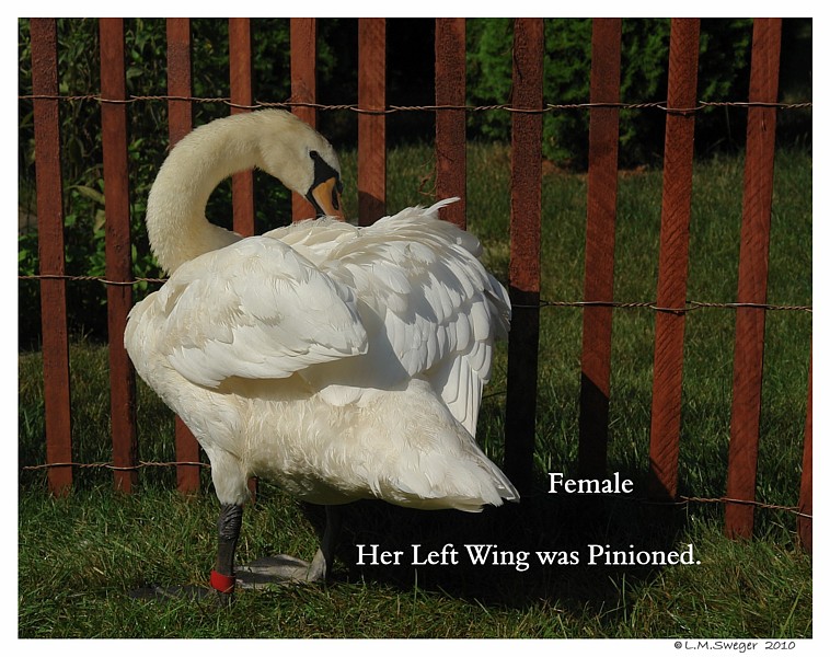 Keep Swans Grounded Flightless