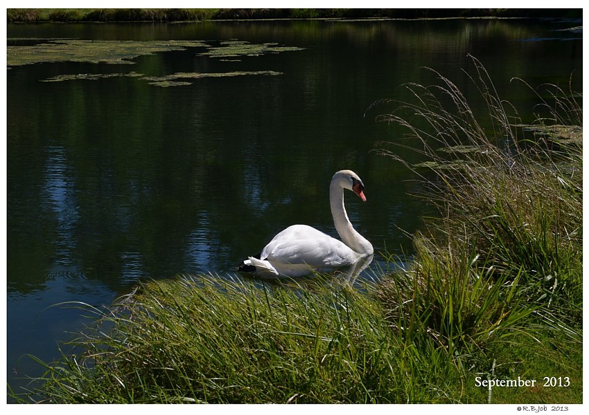 Keep Swans Grounded Flightless 