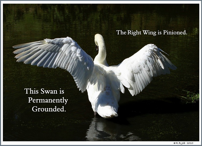Keep Swans Grounded Flightless Pinion 