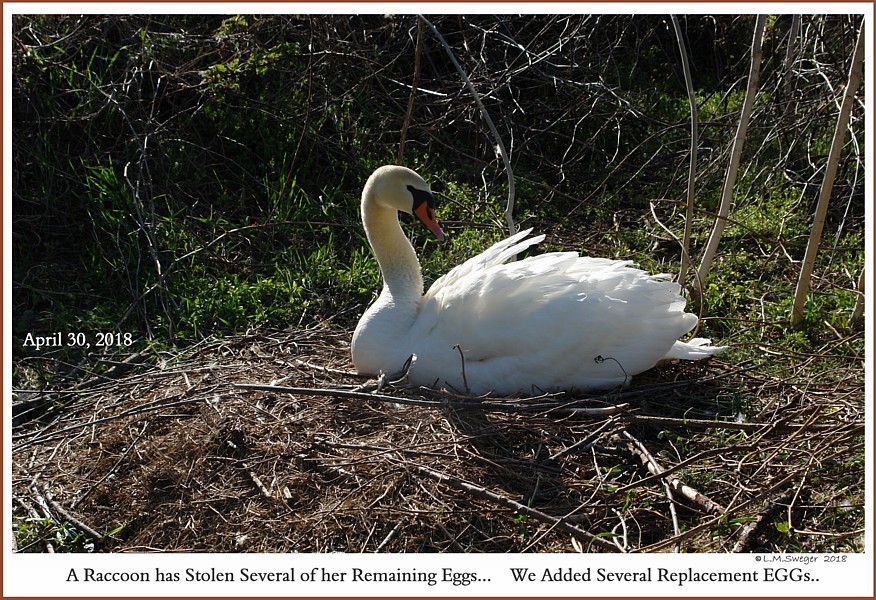 Nesting Swans Who Eats Who