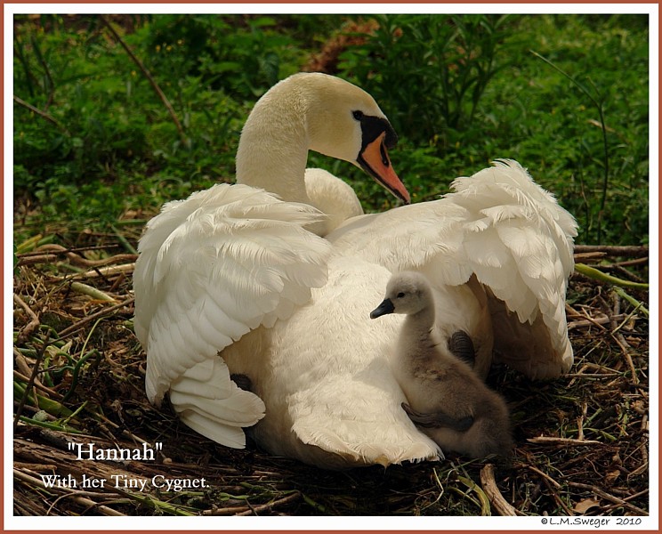 Nesting Swans Who Eats Who