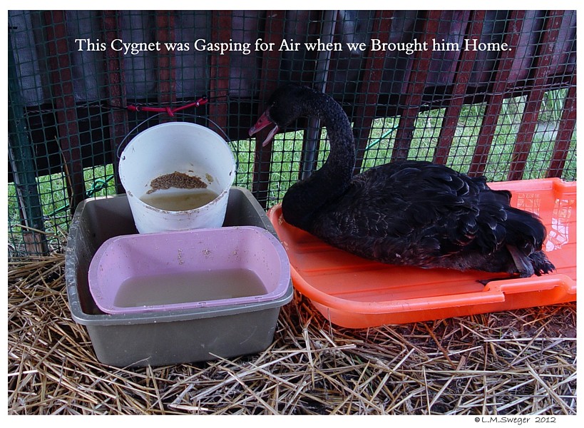 Nesting Swans Who Eats Who Aspergilloisis