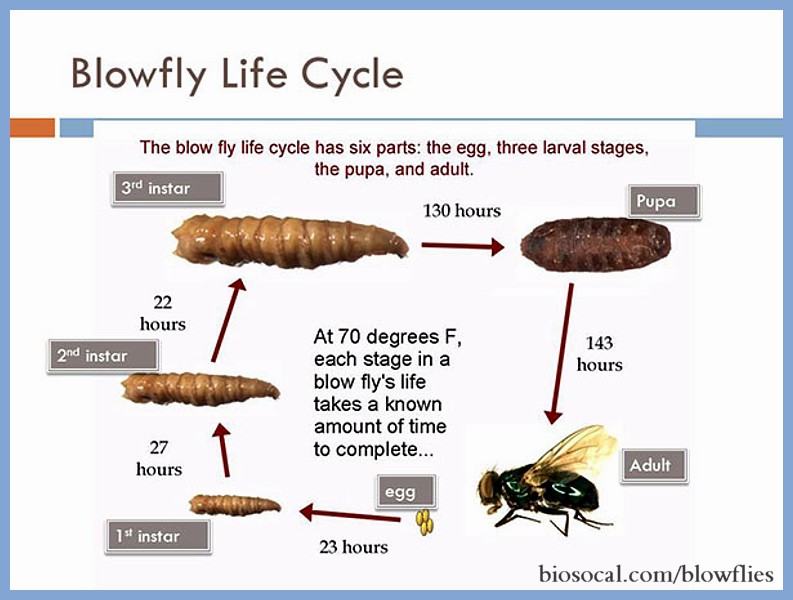BLOWFLY LIFECYCLE Nesting Swans   Who Eats Who