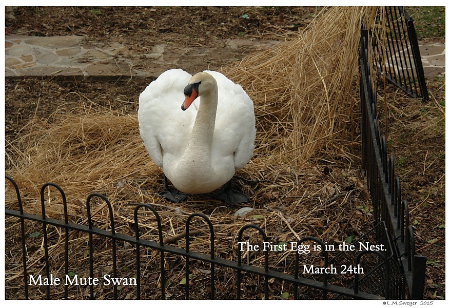 Swans Gather Nest Materials