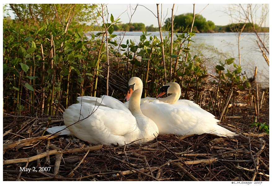 Swans Gather Nest Materials