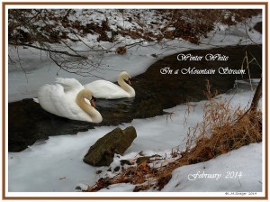 Country Mute Swans